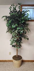 lot 505 image: 7 Artificial Ficus Tree (Located in Basement)