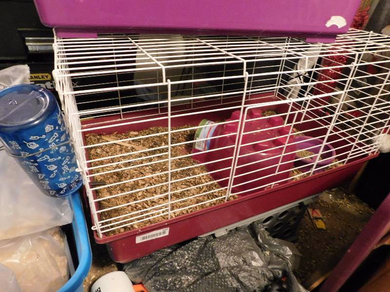 lot 562 image: Male long haired guinea pig wcage
