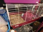 Male long haired guinea pig w/cage