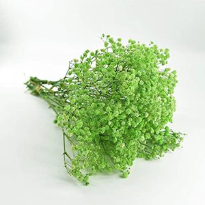 lot 12152 image: Preserved Babys Breath 3 Bunches, 100% Natrual Fresh Gypsophila Long Lasting Flowers for Vase Arrangements Home Decoration Photo Props Parties and Weddings, DIY Dcor (Green)
