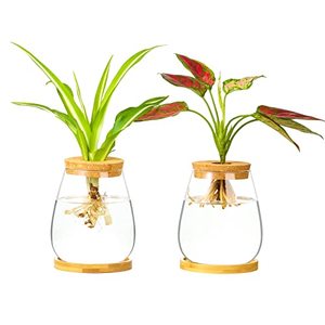 lot 12891 image: Desktop Plants Terrarium Propagation Station Hydroponic Planters Retro Oval Glass Vase with Lid and Stand Home Office Decoration Gifts
