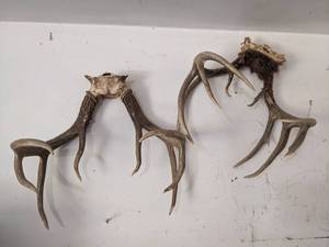 lot 1006 image: Antlers