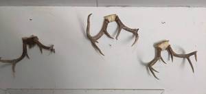 lot 1007 image: Antlers