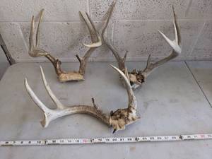lot 1008 image: Antlers
