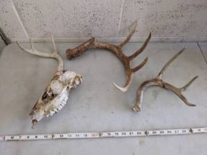 lot 1009 image: Antlers  Deer Skull