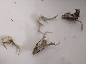 lot 1010 image: Antlers  Deer Skull