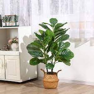 lot 3645 image: Soguyi 5 Fiddle Leaf Fig Tree