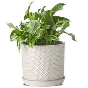 lot 1097 image: 6 Inch Plant Pots Planter Pot with Drainage Hole & Saucer - Ceramic Beaded Embossed Design White Planter with Bonded Tray Retail $29.99