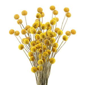 lot 25268 image: XHXSTORE 30pcs Natural Fall Dried Flowers Yellow Craspedia Billy Balls Dried Flowers Boho Flowers Dried Floral Arrangements for Autumn Home Kitchen Table Wedding Party Office Decor (16.14 Inch)...quantity not verified
