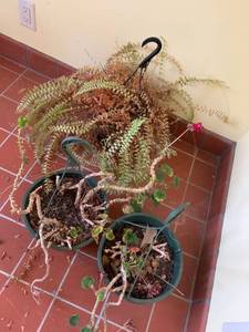 lot 1352 image: 3 plants need nursing
