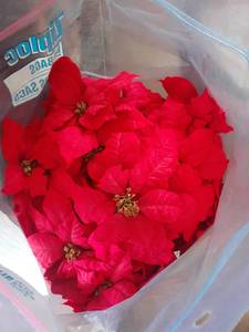 lot 3324 image: 3ft tall Poinsettia. Inside protective bag