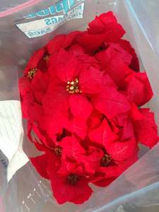 lot 3325 image: 3 ft Poinsettia. Inside protective bag