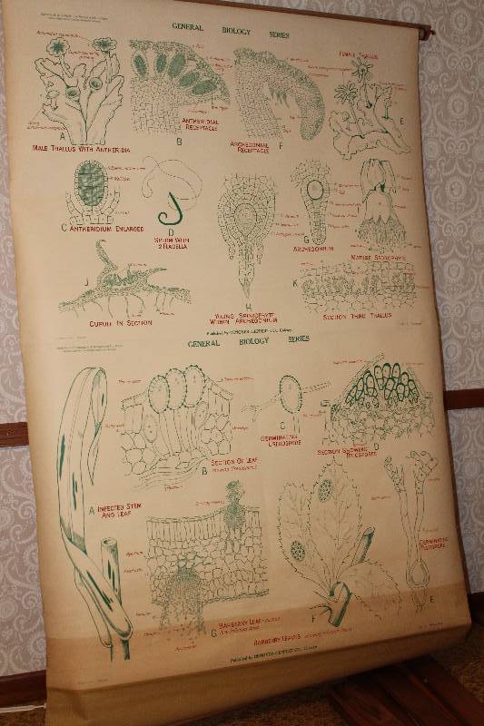lot 4436 image: Vintage Biology Wall Chart Retractable - Wheat Rust -  BARBERRY LEAVES - COOL DECOR