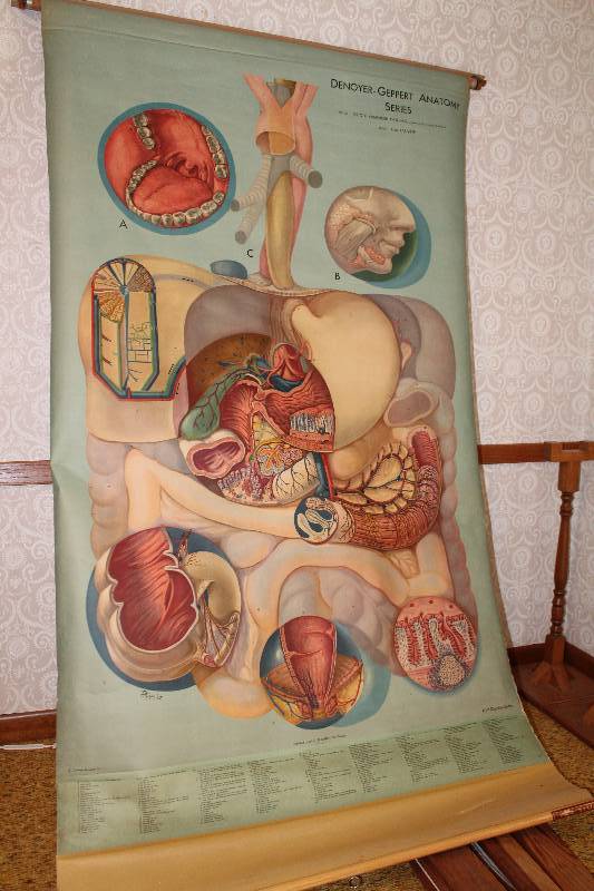 lot 4437 image: Vintage Biology Wall Chart Retractable - Denoyer-Geppart Anatomy Chart- Digestive System - COOL DECOR