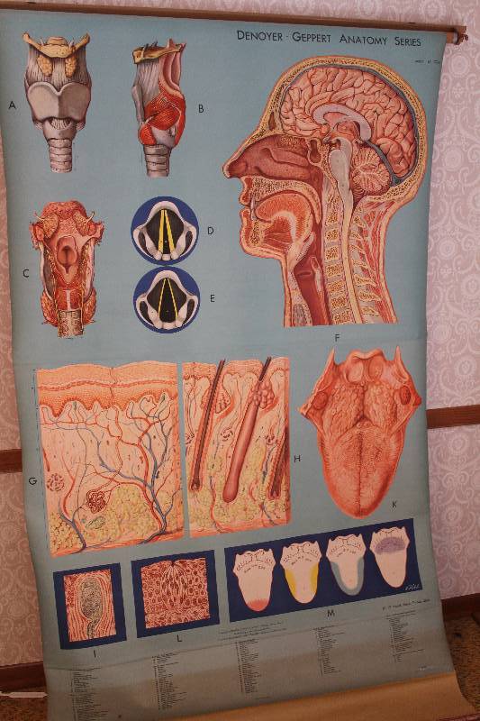 lot 4438 image: Vintage Biology Wall Chart Retractable - Denoyer-Geppart Anatomy Chart- Head, Neck, Throat - COOL DECOR
