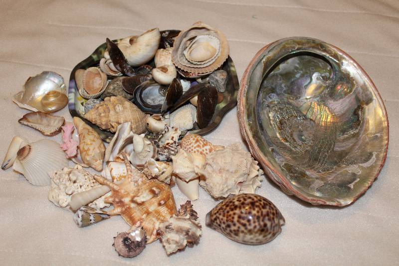 lot 4509 image: Lot of Shells - See Photo
