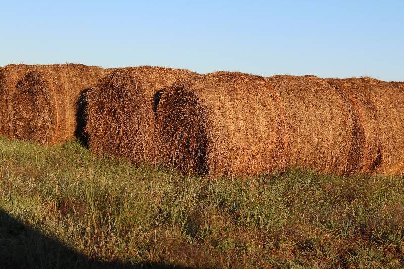 lot 6106 image: 10 Round Hay Bales of Prairie Hay - 2017 Crop