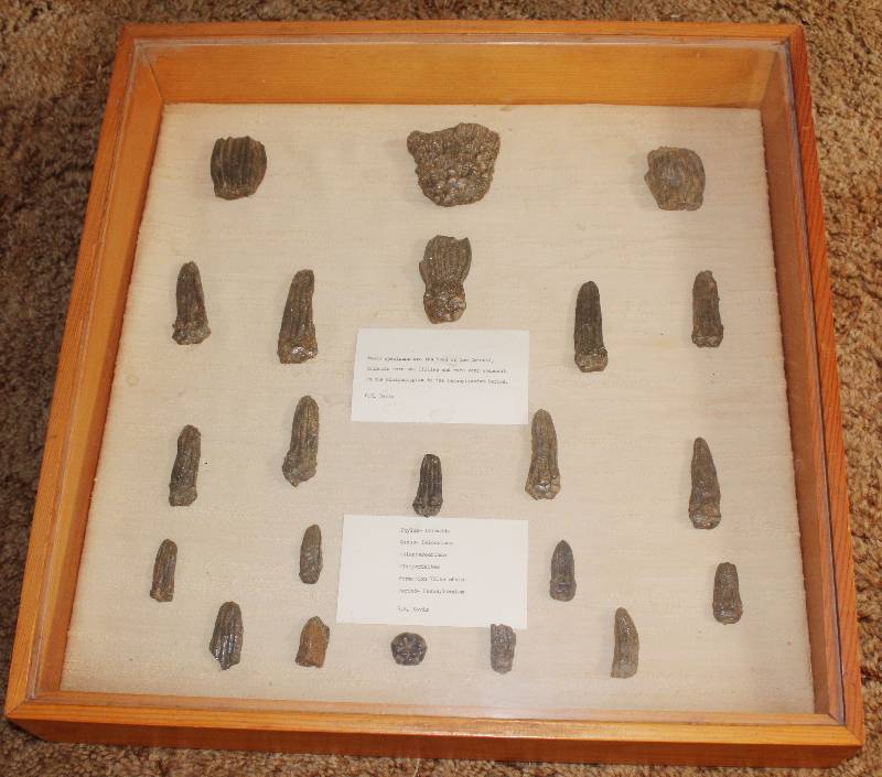 lot 4734 image: Crinoid Head Specimens - Sea Lillies - ( 22 pcs) Mounted in showcase  shadowbox