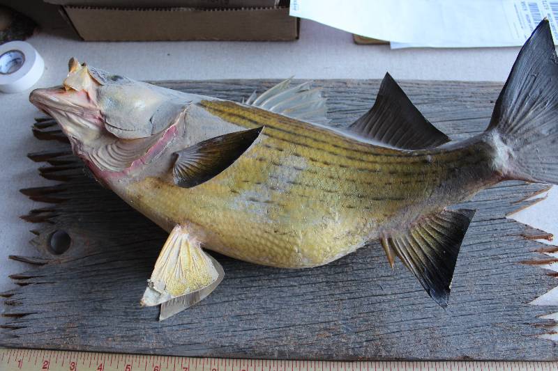 lot 6154 image: Fish Mount - Large - On Wood - See Photos
