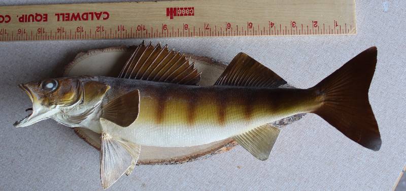 lot 6166 image: Mounted Fish - Small