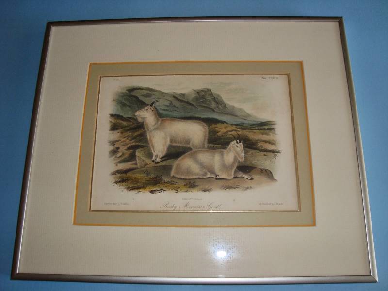 lot 1096 image: Hand-colored Stone Lothograph Print - Rocky Mountain Goats by J.W. Audubon - Plate #128 (CXXVIII) - overall size 15 x 12-12 - Sight Size 8-34 x 6-14