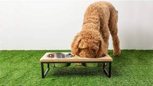 lot 19210 image: Brave Bark Wood & Metal Feeder - Premium Mango Wood Feeder with Metal Stand, 2 Stainless Steel Bowls for Food or Water Included, Perfect for Dogs,Cats and Pets of Any Size, for Home or Office (Medium)