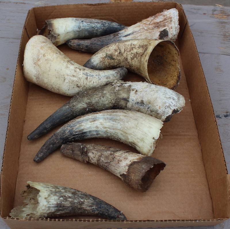 lot 3021 image: Lot of Horns - see photo