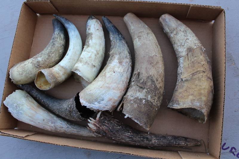 lot 3036 image: Box of Horns