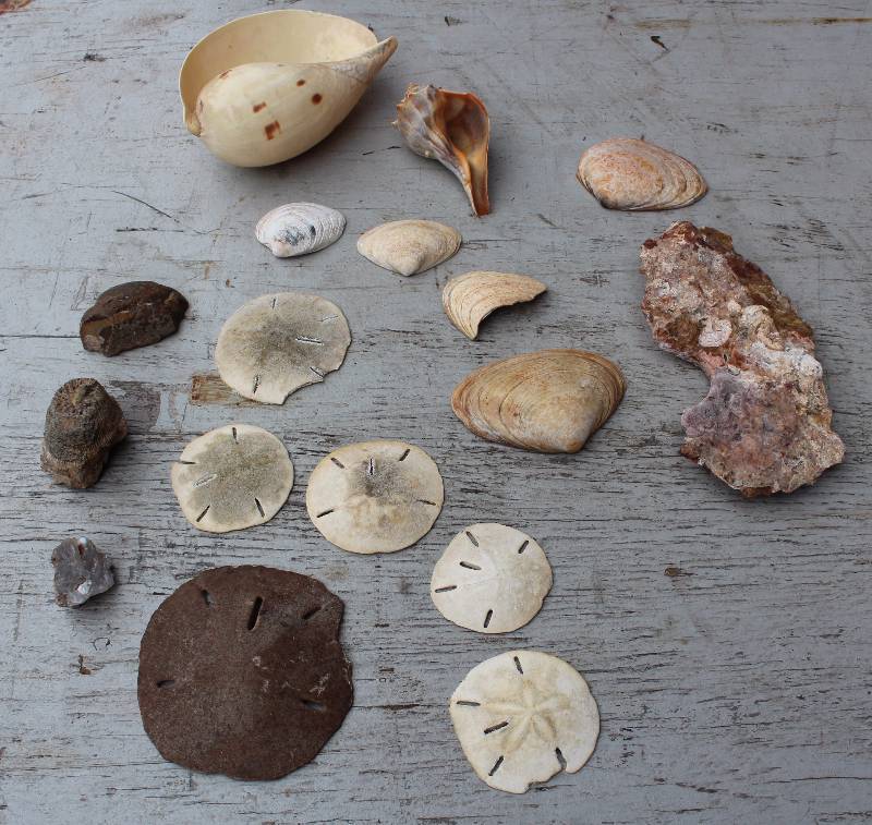 lot 3045 image: Collection of Sea Shells, Sand Dollars and Rocks - Great Dcor