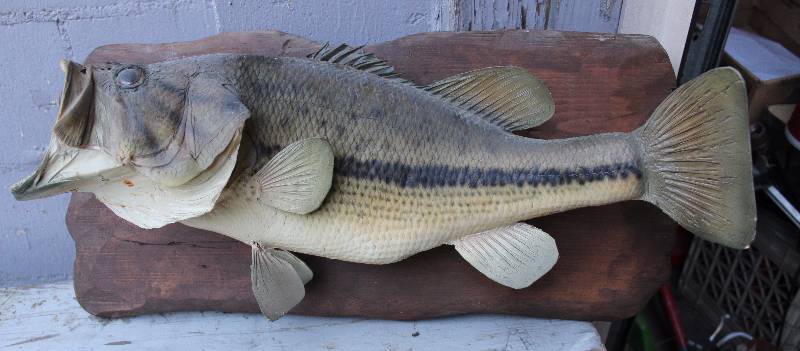 lot 3191 image: Mounted Fish