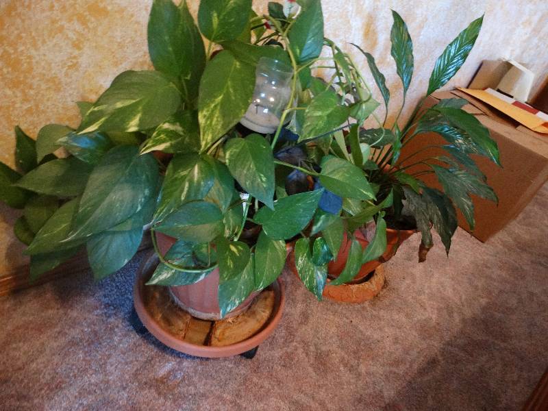 lot 795 image: Live Plants w Pots (3)