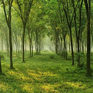 lot 20848 image: AOFOTO 7x7ft Quiet Forest Trees Backdrop Woods Meadow Groves Grass Ground Photography Background Outdoor Summer Natural Scenery Photo Studio Props Girl Boy Children Artistic Portrait Vinyl Wallpaper