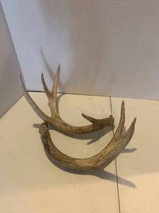 lot 2262 image: 2 Antlers