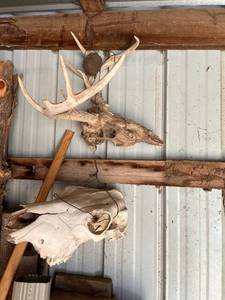lot 4038 image: Set of two animal skulls