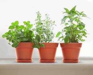 lot 115 image: 6 Pack Plastic Plant Pots with Drainage Holes and Tray, 7 inch
