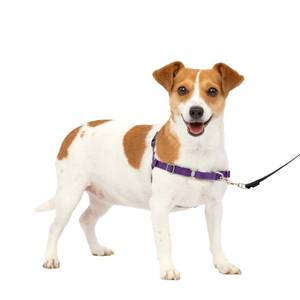 lot 15817 image: PetSafe Easy Walk No-Pull Dog Harness - The Ultimate Harness to Help Stop Pulling - Take Control & Teach Better Leash Manners - Helps Prevent Pets Pulling on Walks - Small, Deep PurpleBlack