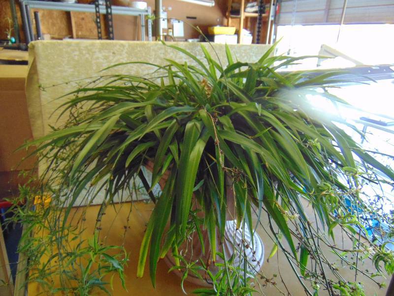 lot 4349 image: Live Houseplant Spider Airplane Plant in Plastic Pedestal style pot, approx 2.5 gallon pot