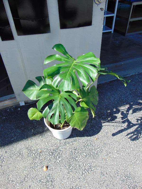 lot 4350 image: Live Houseplant Philodendron Monstera in 1 gallon plastic pot