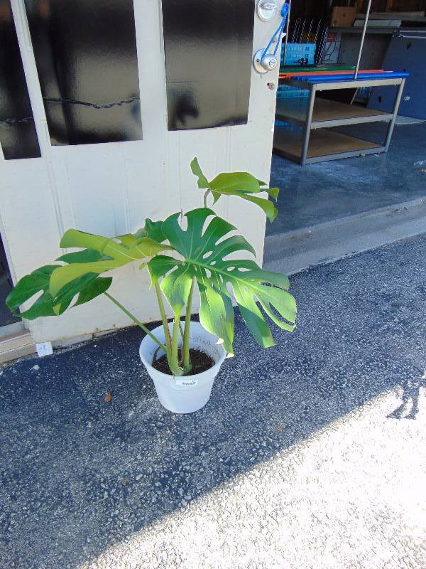 lot 4351 image: Live Houseplant Philodendron Monstera in 1 gallon plastic pot