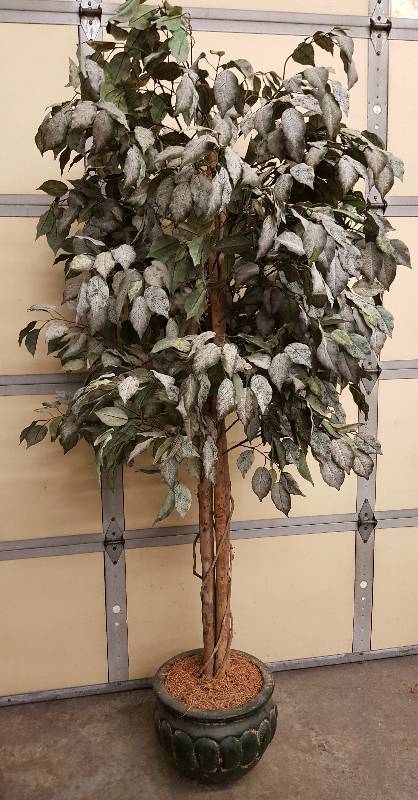 lot 5961 image: 7 Foot Artificial Tree with a nice clay pot.  Not your color- you can paint the pot to your choice  Great accent for any room,