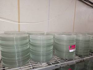 lot 31596 image: Lot Of Clear Plates, Varying Sizes