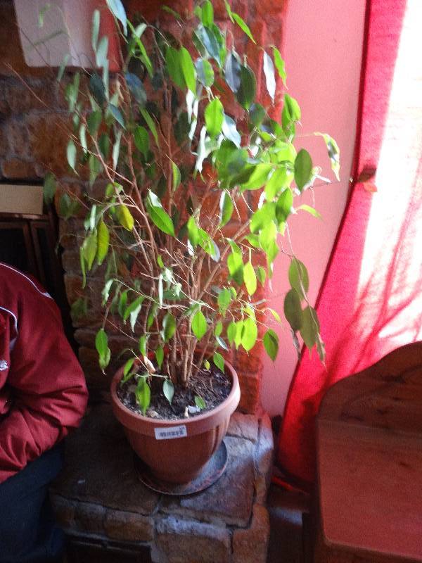 lot 328 image: Ficus tree w pot
