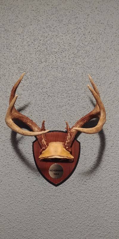 lot 1207 image: Set of Antlers on Trophy Board