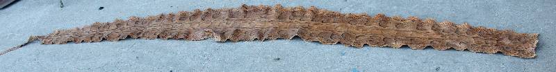 lot 4299 image: Snake Skin - Approx 13 long 19 wide in middle - WOW