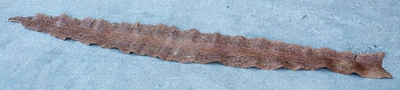 lot 4308 image: Snake Skin - Approx 112 long 11 wide in middle - WOW