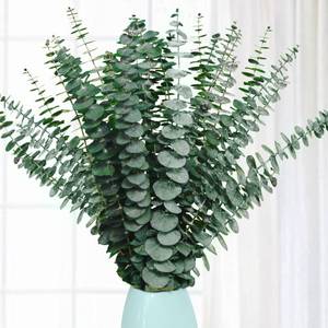 lot 38419 image: 20 Pcs Preserved Dried Eucalyptus Stems, 17 Natural Fresh Eucalyptus Branches for Shower, Real Plant for Vase Filler, Dried Flowers Arrangement, Floral Home Decor