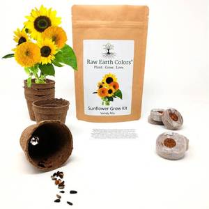 lot 38811 image: Sunflower Grow Kit with Dwarf Sunflower Seeds for Planting - Teddy Bear and Sunspot