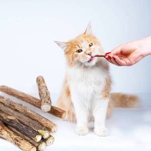 lot 41969 image: icoloursky Silvervine Strick 25PCS, Silver Vine Cat Toy, Kitten Teething Toys, Matatabi Cat Chew Sticks, Natural Catnip Sticks for Kitten Kitty Teeth Molar Aggressive Chewers