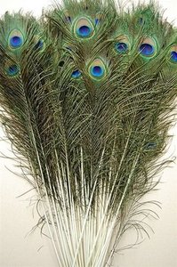 lot 230057 image: 10 Pcs Natural Peacock Feathers Long and Lush, 35-40