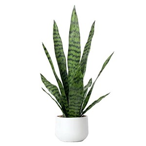 lot 52889 image: Bird Fiy Artificial Snake Plant 22 Faux Agave Fake Sansevieria Artificial Potted Plants for Indoor and Outdoor Home Office D�cor (White Pot)